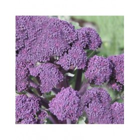Brócolos "Early Purple Sprouting" Sementas Vivas 1 grama