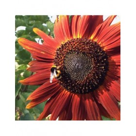 GIRASSOL VELVET QUEEN SEMENTES VIVAS 1,5 gramas