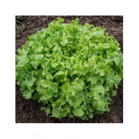 Alface Folha de Carvalho "Salad Bowl" Sementes Vivas 1,5 gramas