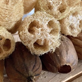 Luffa Sementes Vivas - 15 sementes