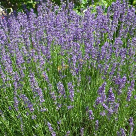 LAVANDA SEMENTES VIVAS 0.5 gramas