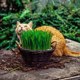 Erva de Gato Sementes Vivas 10 gramas