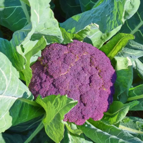 Couve Flor Di Sicilia Violetto Sementes Vivas 0,5 gramas