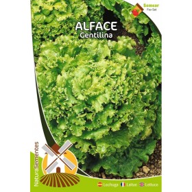 Alface - Gentilina NaturaSementes