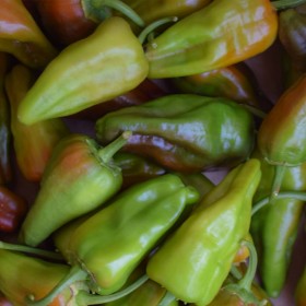 Pimento "Padron" Sementes Vivas