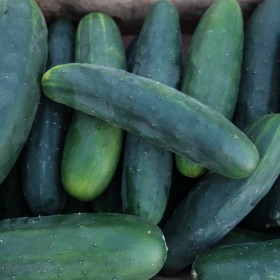 Pepino "Marketmore" Sementes Vivas 35 sementes