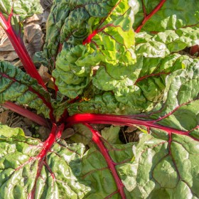 Acelga "Rhubard Chard" Sementes Vivas
