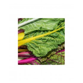 Acelga "Rainbow Chard" Sementes Vivas 3 gramas
