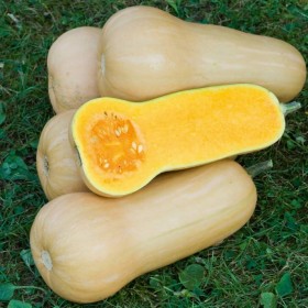 Abóbora "Butternut Waltham" Sementes Vivas