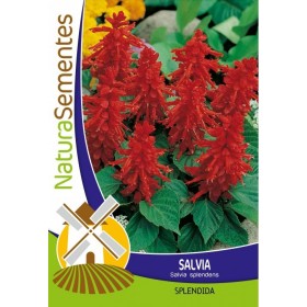 Sálvia - Splendida NaturaSementes