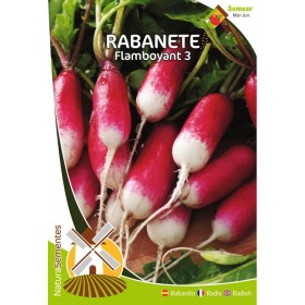 Rabanete - Flamboyant 3 NaturaSementes